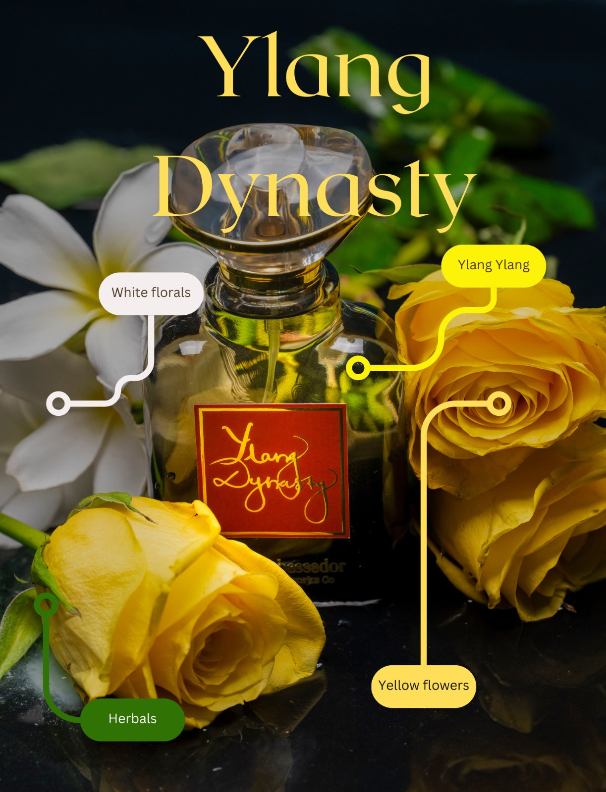 Ylang Dynasty